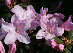 R.Sneipe